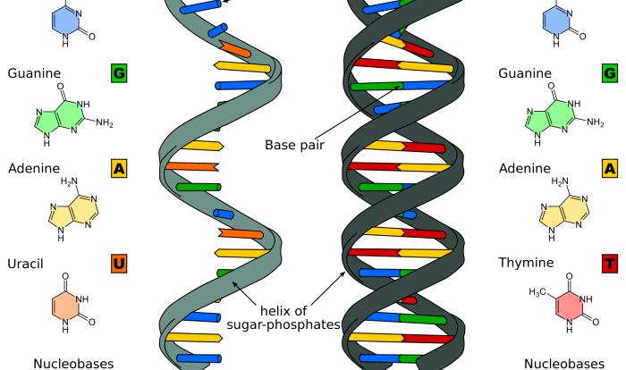 Pogil dna structure and replication