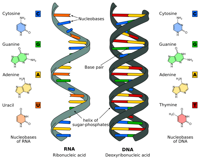 Pogil dna structure and replication