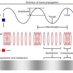 Transverse longitudinal wavelength resting lable physics labelling trough amplitude crest 선택 보드