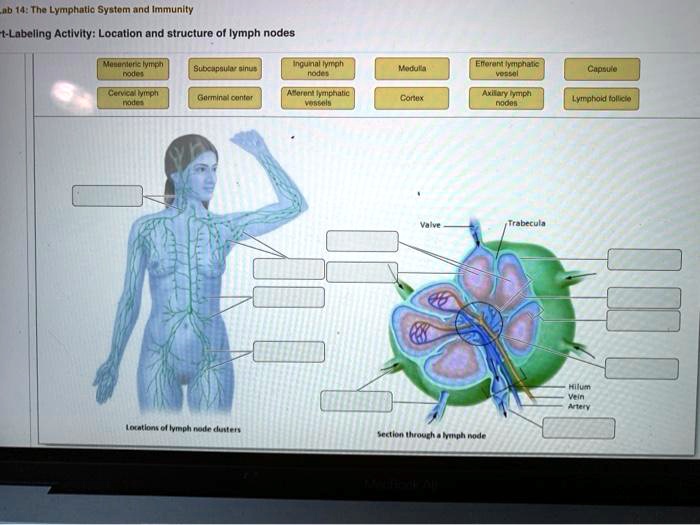 Art-labeling activity: location and structure of lymph nodes