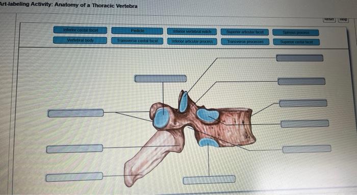 Art-labeling activity anatomy of a thoracic vertebra