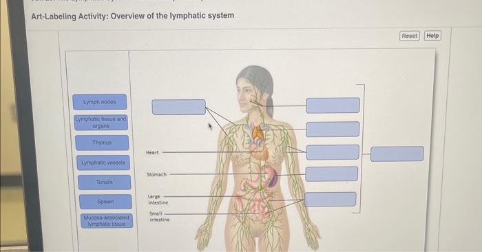 Lymphatic lymph