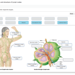 Art-labeling activity: location and structure of lymph nodes