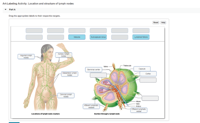 Art-labeling activity: location and structure of lymph nodes