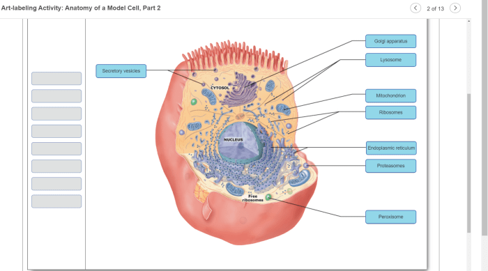 Art-labeling activity anatomy of a thoracic vertebra