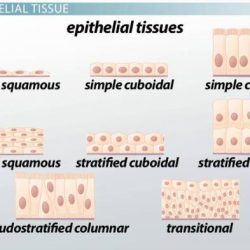 Label the following photomicrographs by tissue type