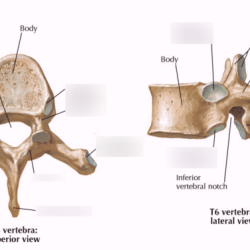 Vertebrae pearson osteology thoracic physiology