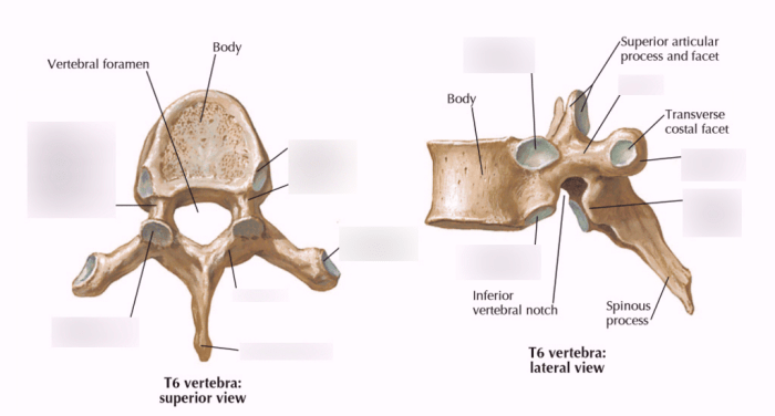 Vertebrae pearson osteology thoracic physiology